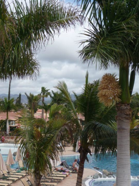 Palmenblüte allsun Hotel Esplendido