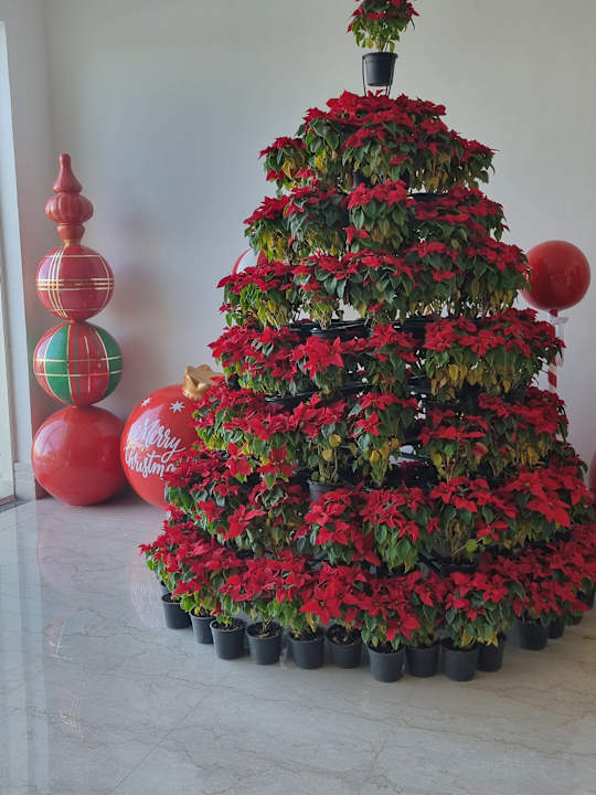 Sonstiges Pickalbatros Dana Beach Resort - Hurghada