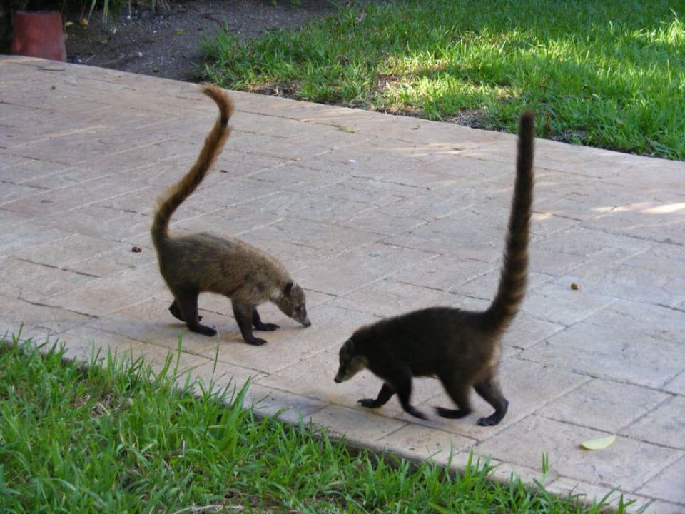 Meine Freunde Catalonia Playa Maroma