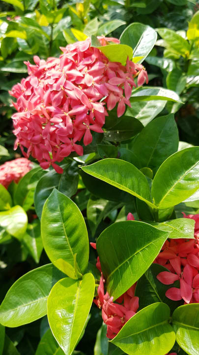 Gartenanlage Hotel Lakesong Resort