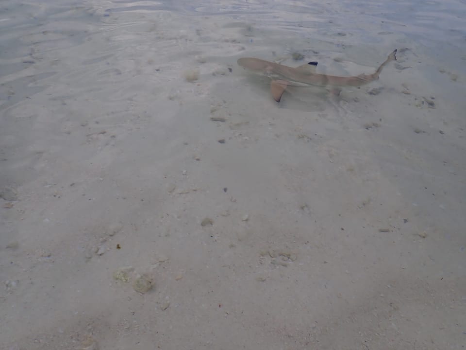 Strand Centara Ras Fushi Resort & Spa Maldives