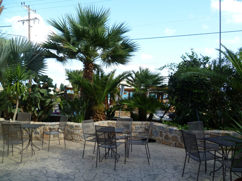   Kakteen Cactus Beach