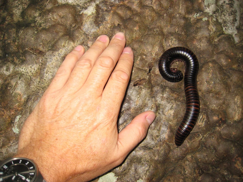 Umgewollter Besuch Neptune Village Beach Resort & Spa