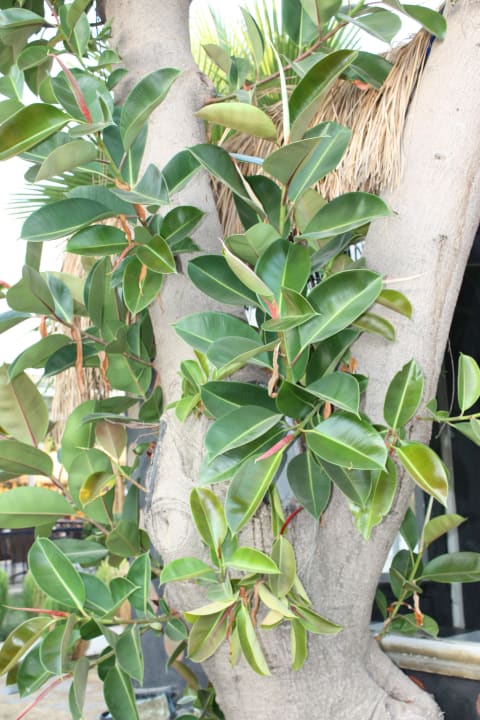 Турташ Club Turtas Beach Hotel