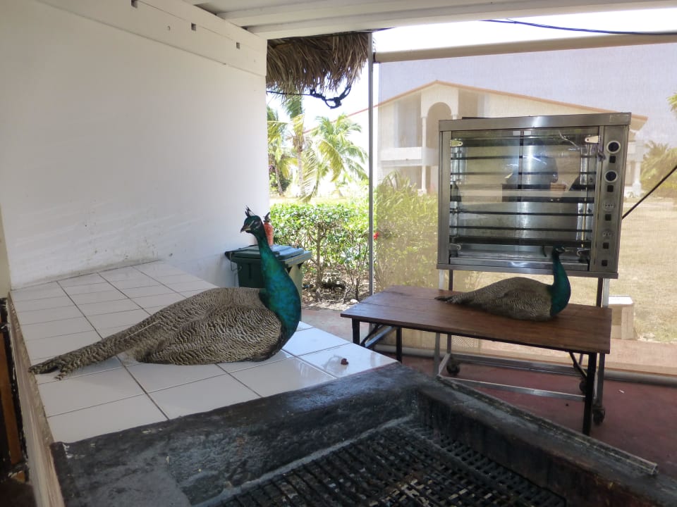 Pfauen an einer Grillstation Hotel Playa Pesquero