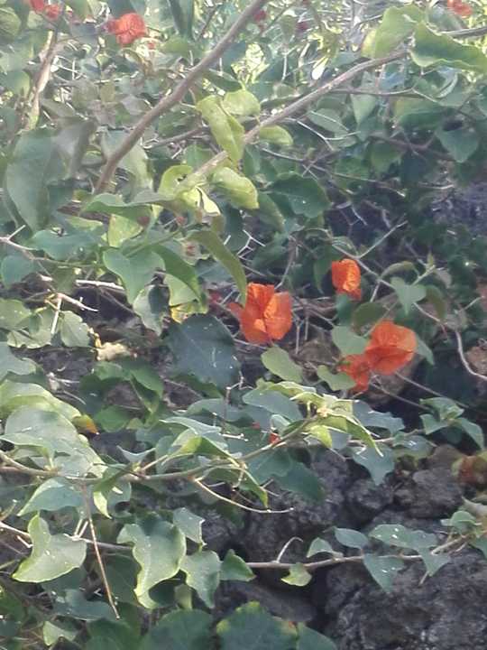 Gartenanlage Jardin Mariposa Retreat- und Seminarzentrum