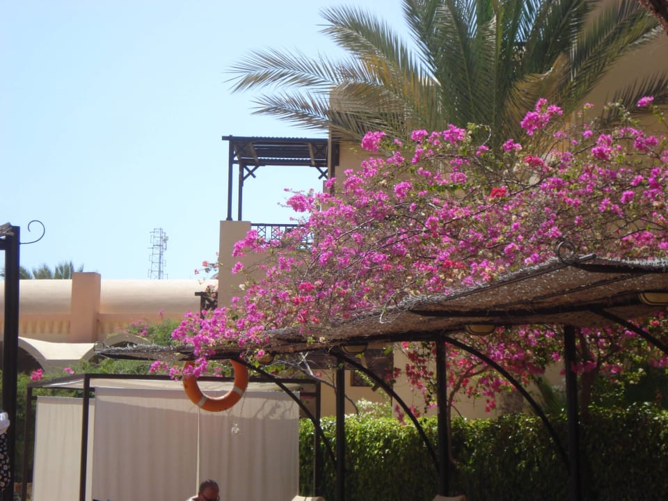 Schöne Bepflanzung 2 Steigenberger Coraya Beach - Adults only