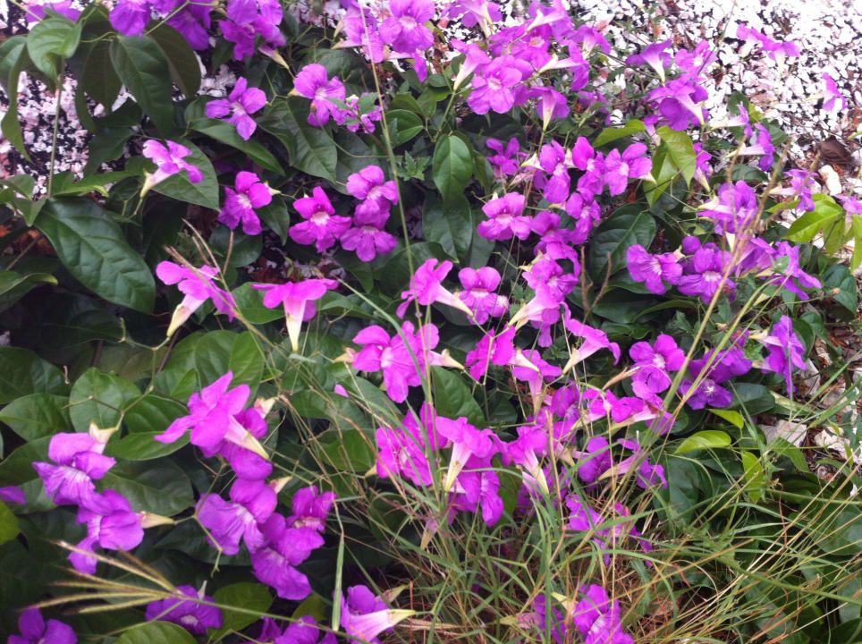 Tolle Farben Don Genaro Apartments