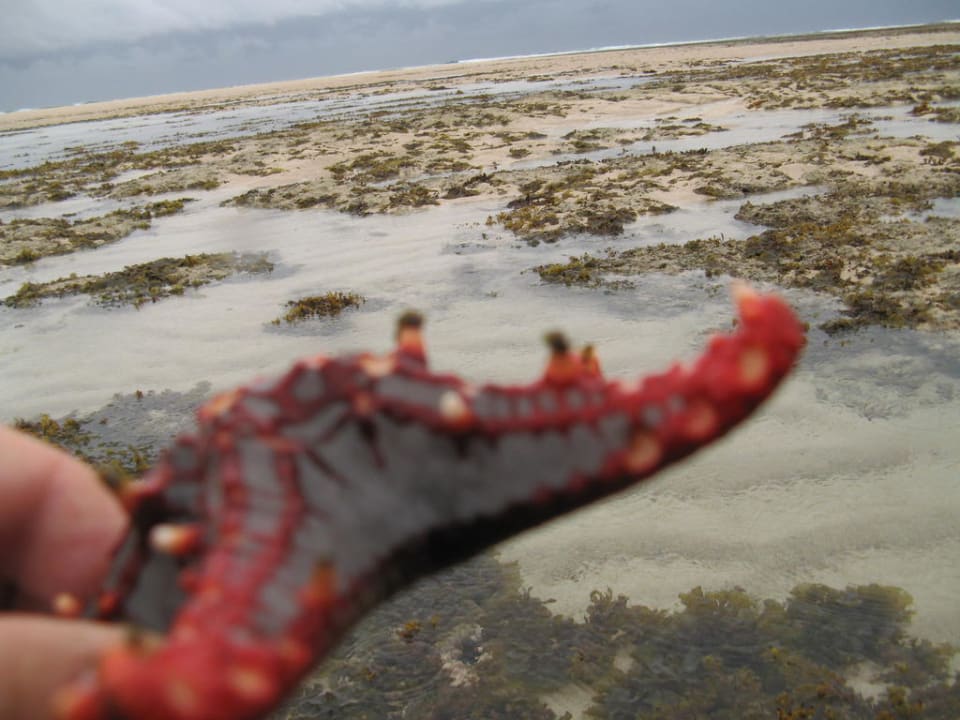 Seestern Hotel Papillon Lagoon Reef