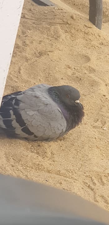 Strand Pickalbatros Dana Beach Resort - Hurghada