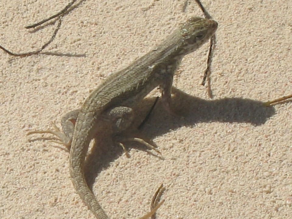 Strand Villas Bavaro Resort & Spa