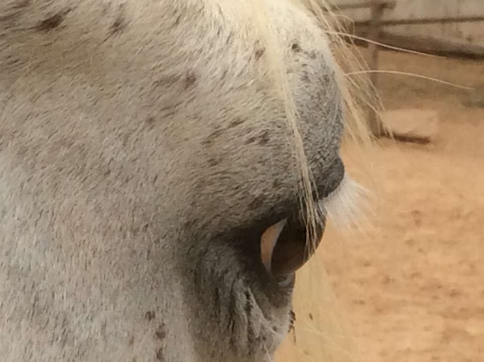 Sport & Freizeit Maison dˋHôte Domaine El-Manar