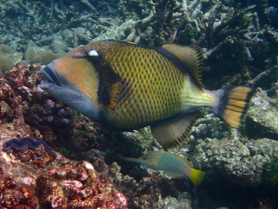 Sonstiges Thulhagiri Island Resort