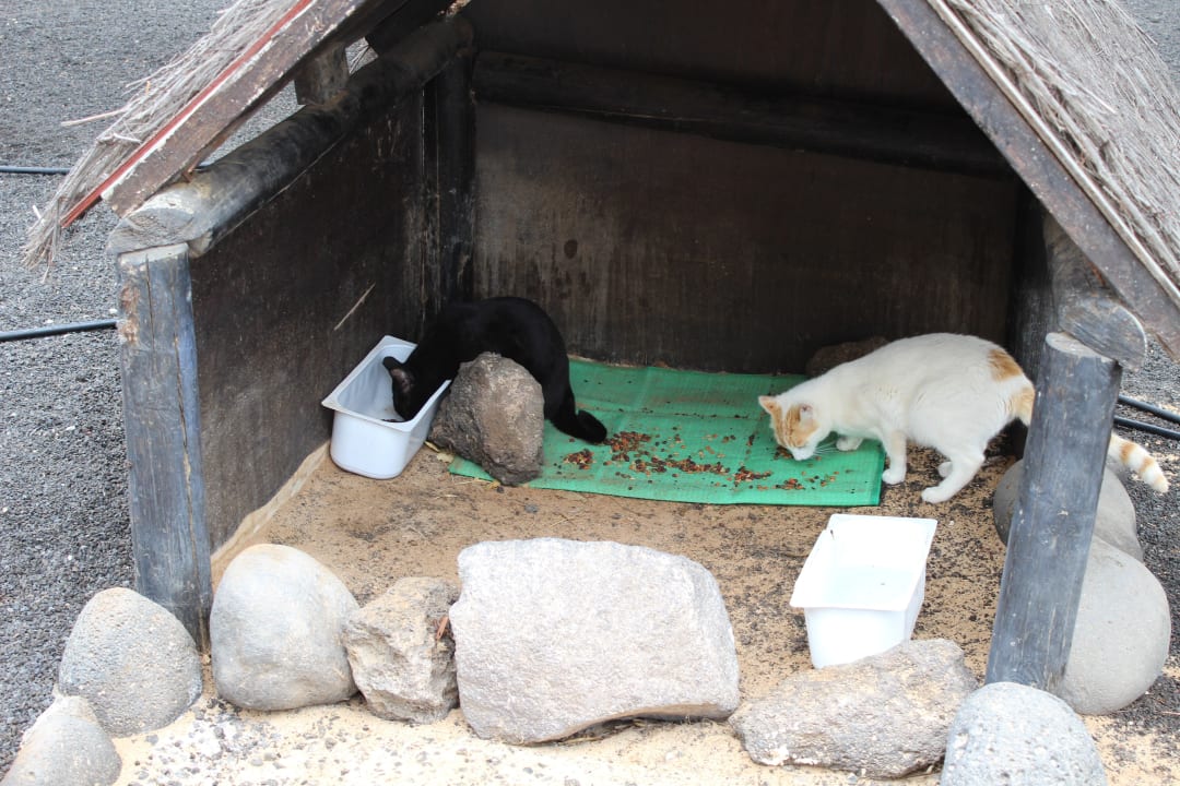 Katzenhaus SBH Hotel Royal Monica