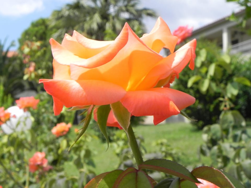 Blume Hotel Kalives Resort