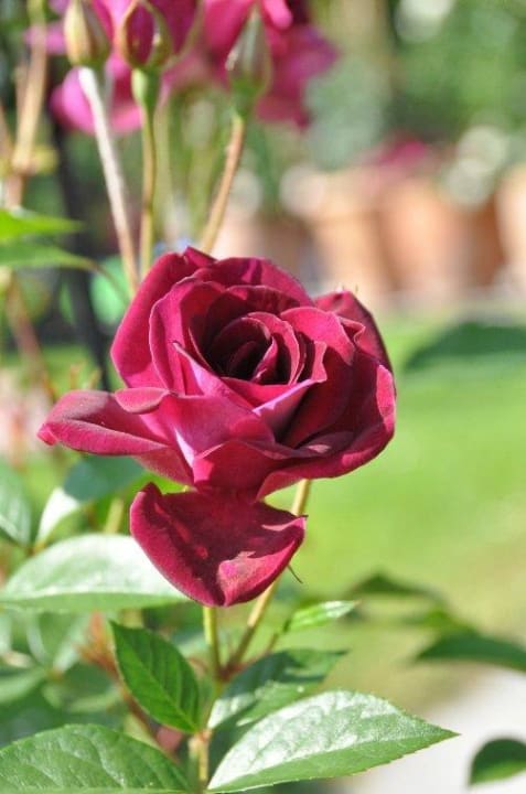 Rosenfreude Gästehaus Büchele