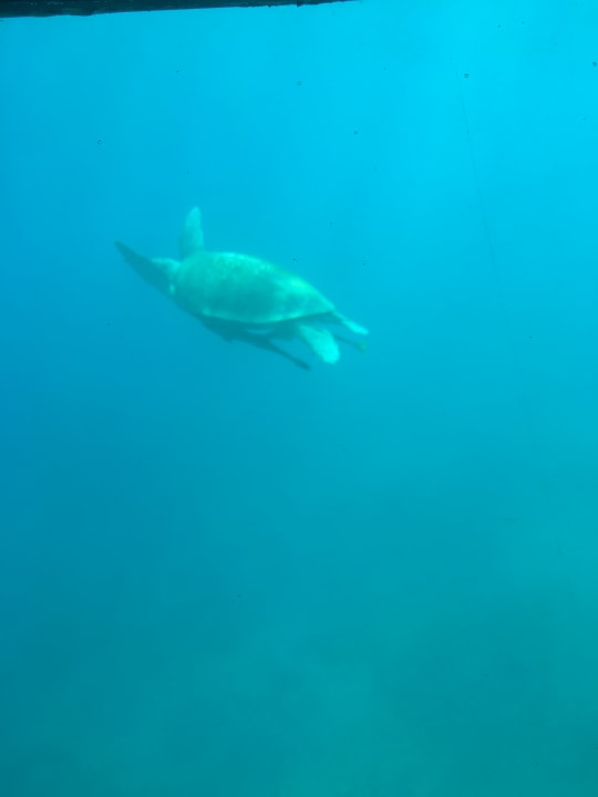 Strand Marina Resort Port Ghalib, a member of Radisson Individuals