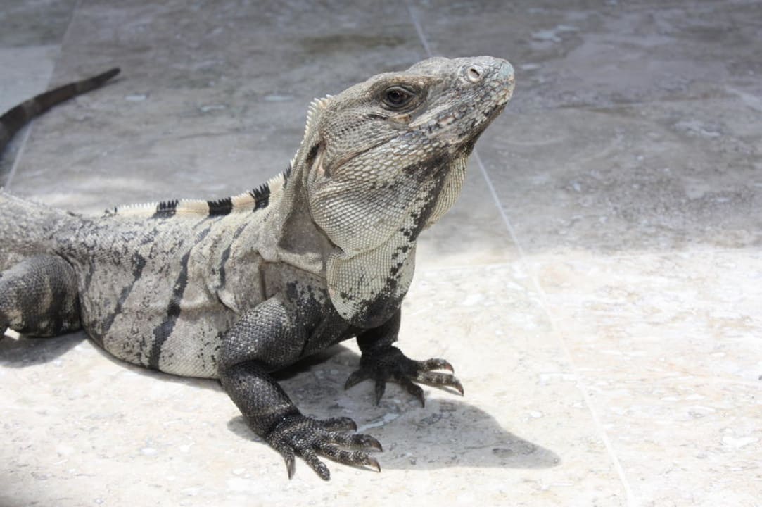 Leguan  Catalonia Royal Tulum Beach & Spa Resort - Adults only