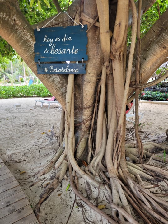 Gartenanlage Catalonia Royal La Romana - Adults only