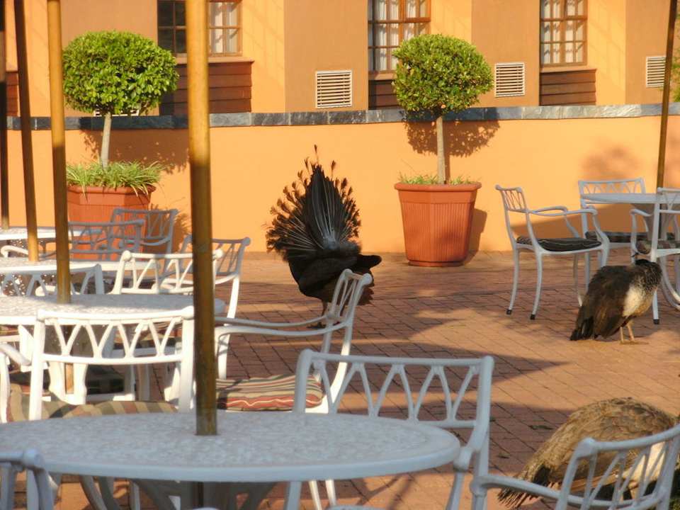 Frühstücksblick auf die Terrasse Pine Lake Inn
