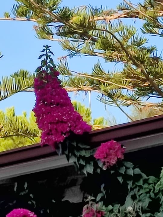 Gartenanlage Club Turtas Beach Hotel