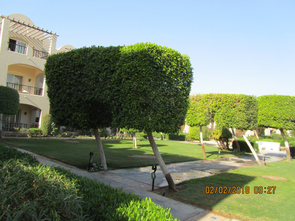 Variation Buchsbaum Iberotel Makadi Beach