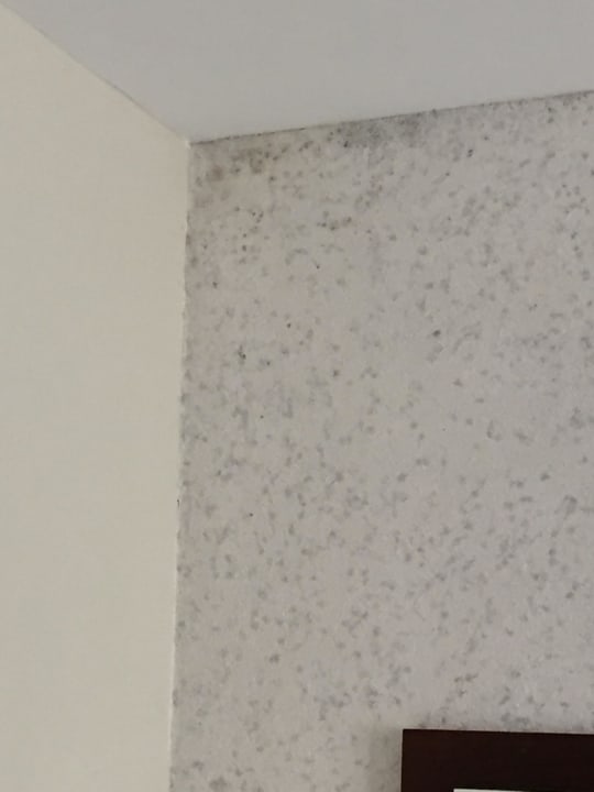 Schimmel an den Wänden Kamelya Aishen Club