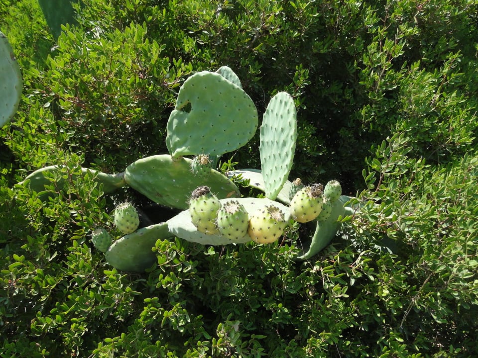 Plaża Club Hotel Phaselis Rose