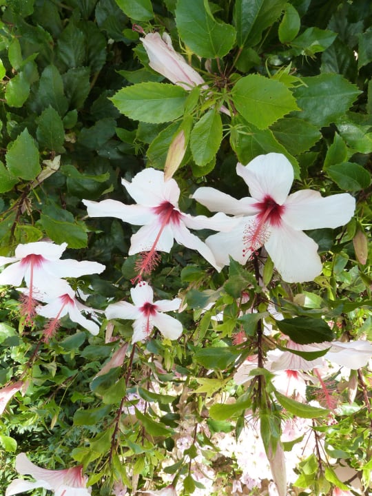 Wunderschöner Hibiskus Hotel Horizon Beach Resort