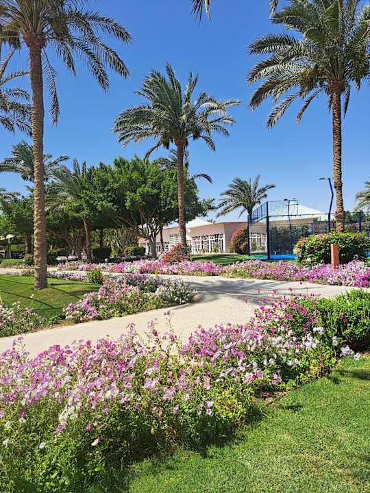 Gartenanlage Desert Rose