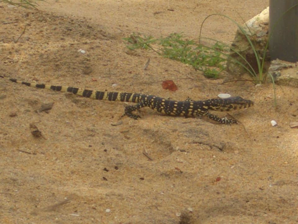 Besucher Mermaid Hotel & Club