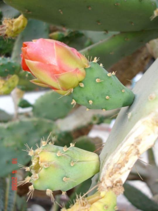 Blühende Anlage Ghazala Beach