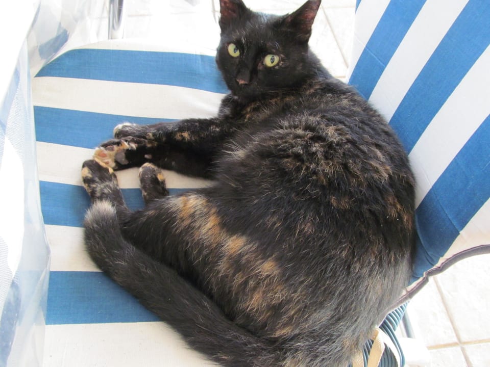 Haus Katze Costa Angela Seaside Resort