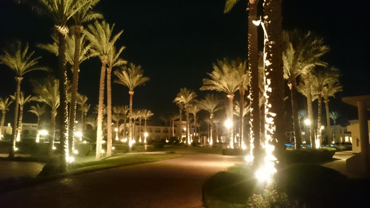 Palmen  Cleopatra Luxury Resort Makadi Bay