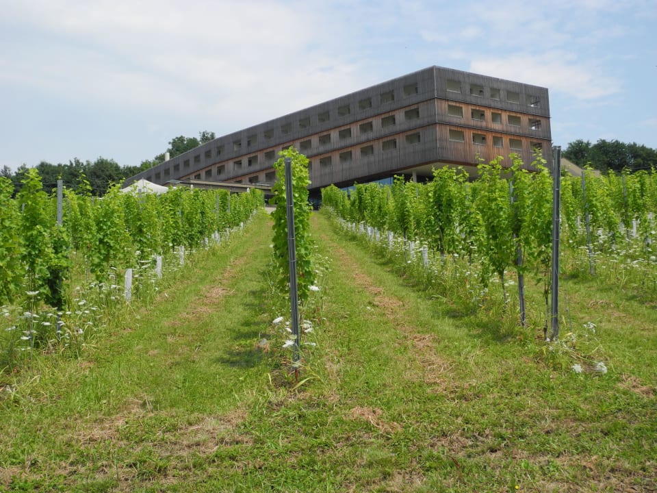 Blick durch den Weingarten auf das Hotel LOISIUM Wine & Spa Hotel Südsteiermark