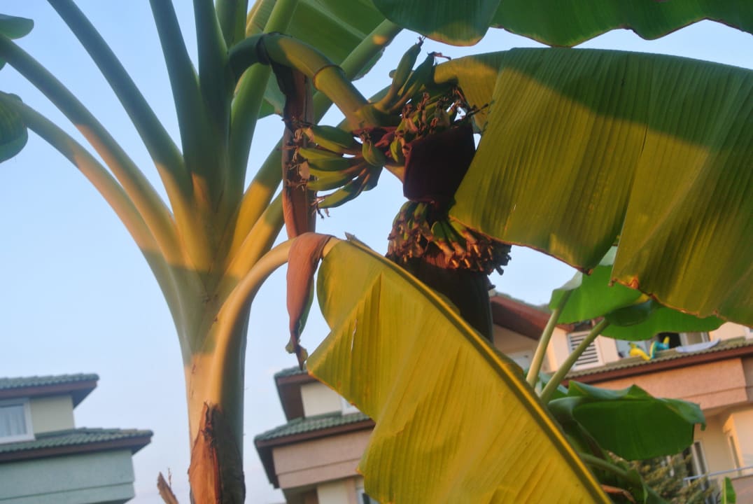 Nochmals Banannen Aydinbey Gold Dreams