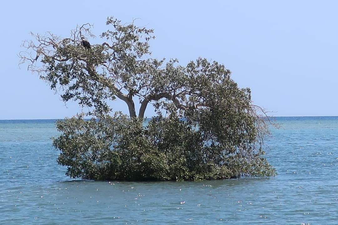Ausblick Lahami Bay Beach Resort