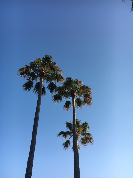 Gartenanlage Protur Vista Badia Aparthotel