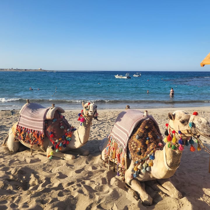 Strand Malikia Resort Abu Dabbab