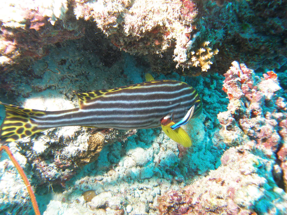House Reef by diving sight Villa Park Sun Island