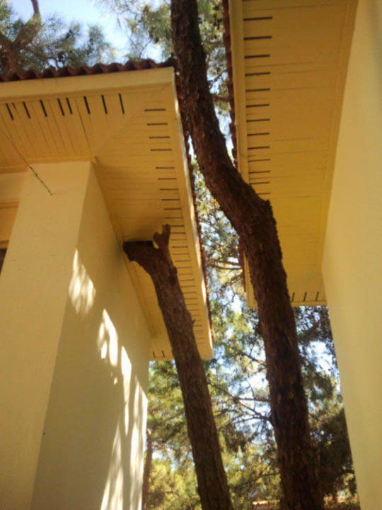 Hier wird kein Baum gefällt! Ulusoy Kemer Holiday Club