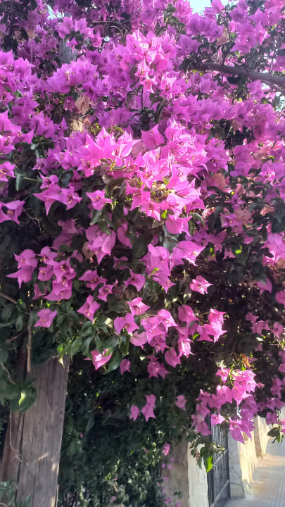 Gartenanlage Aparthotel Houm Plaza Son Rigo