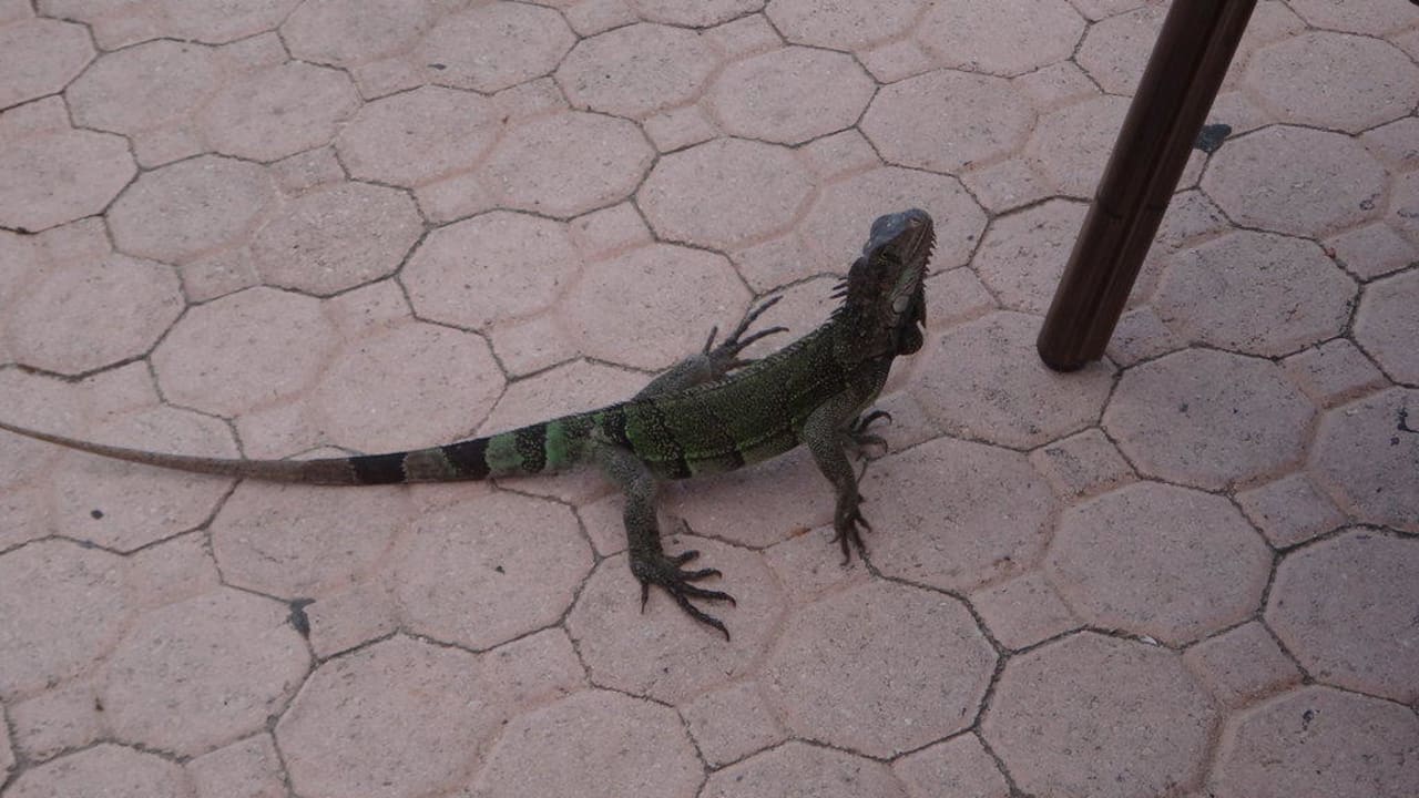 Besuch beim Frühstück Manchebo Beach Resort & Spa