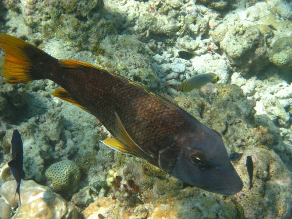 Unterwasserwelt am Hausriff NH Collection Maldives Reethi Resort