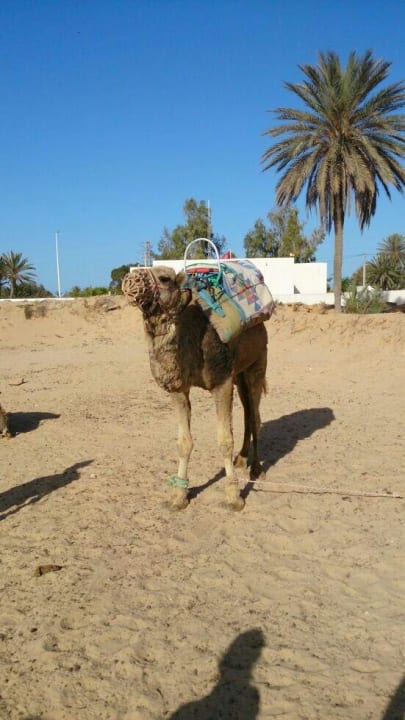 Kamele auf der Ranch Hotel El Mouradi Djerba Menzel