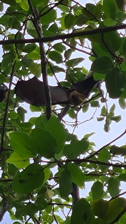 Gartenanlage Cinnamon Dhonveli Maldives