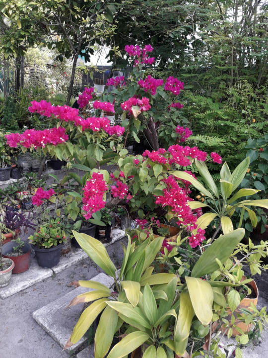 Gartenanlage NH Collection Maldives Reethi Resort