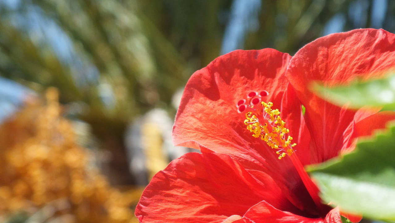 Blüte The Orangers Beach Resort and Bungalows