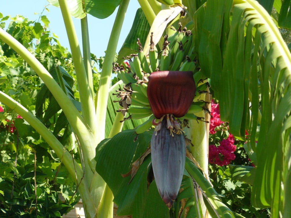 Banany Miarosa Kemer Beach