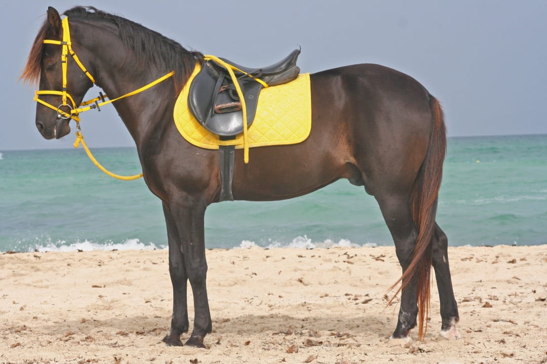 Top Vincci Helios Beach
